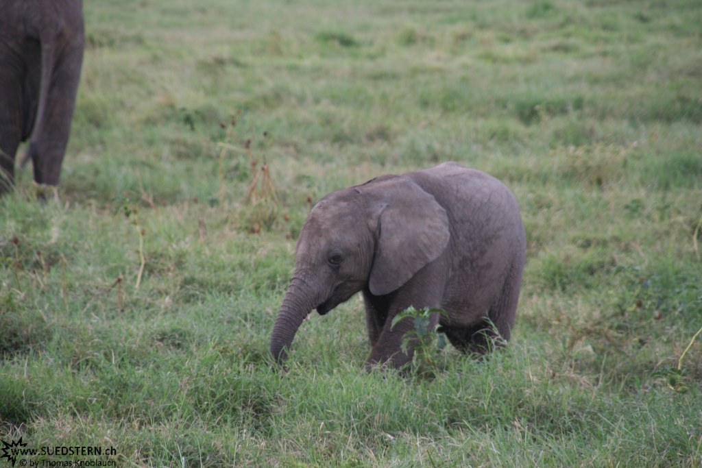 IMG 8598-Kenya, baby elephant in Masai Mara